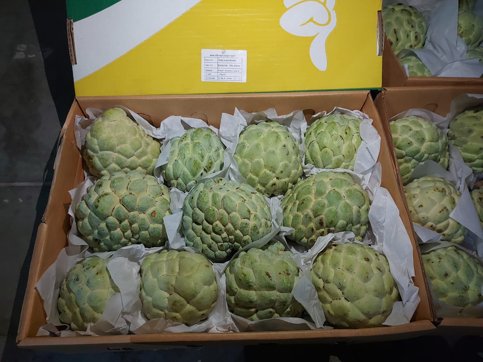  Export casterd apple